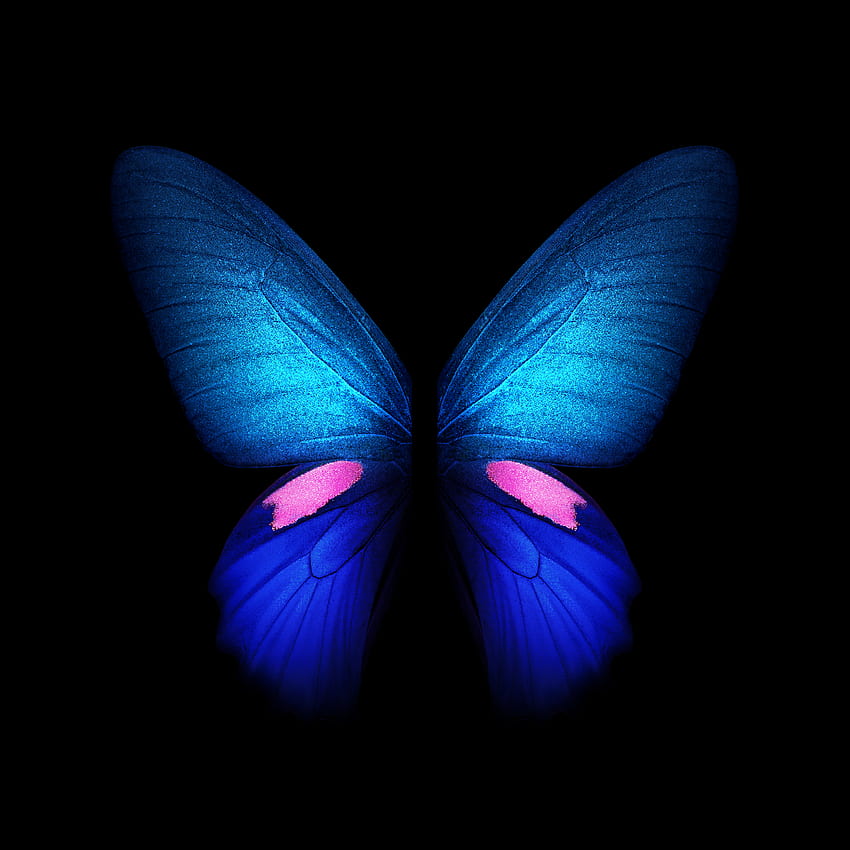 Samsung Galaxy Fold Small Butterfly Hd Phone Wallpaper Pxfuel