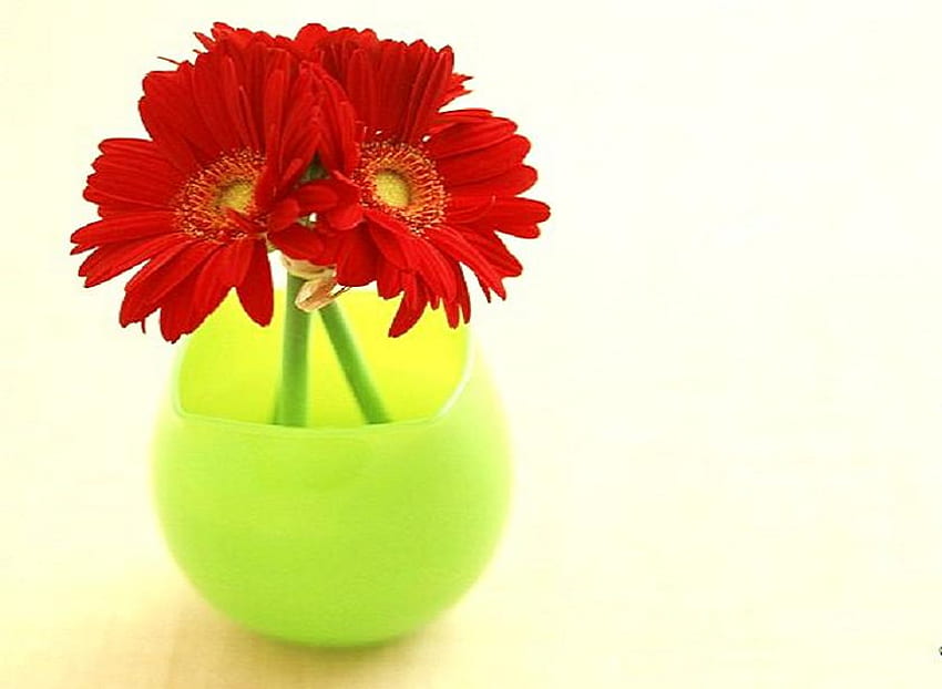 Brighten your day, vase, bright green, red daisies, flowers HD wallpaper