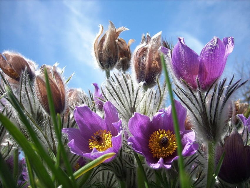 Fioletowy krokus, fioletowy, krokus, lawenda, natura, kwiaty Tapeta HD