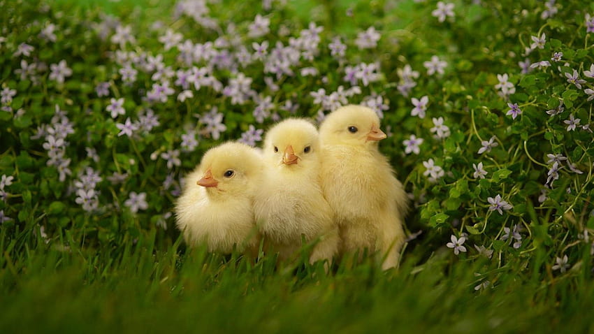 Małe kurczaki: panoramiczny: wysoka rozdzielczość, wiosenne małe zwierzątko Tapeta HD