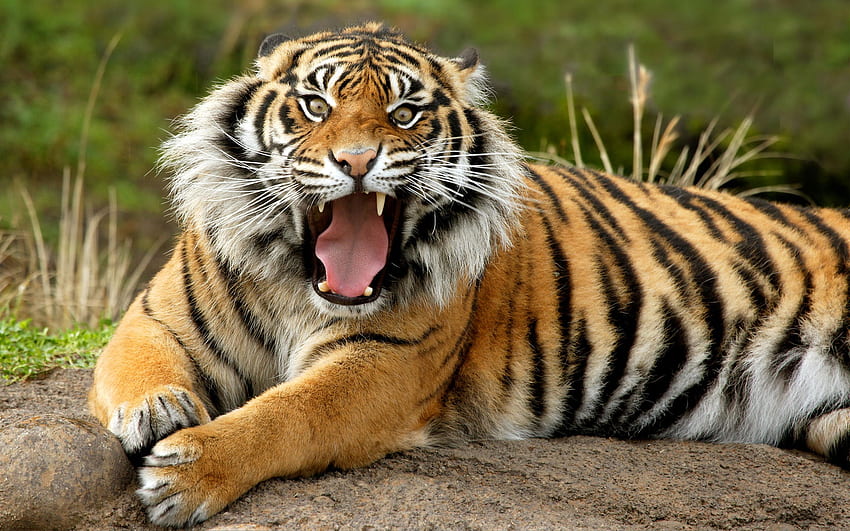 Бенгалски тигър, тигър, животни, индийски тигър, котки, красиви HD тапет