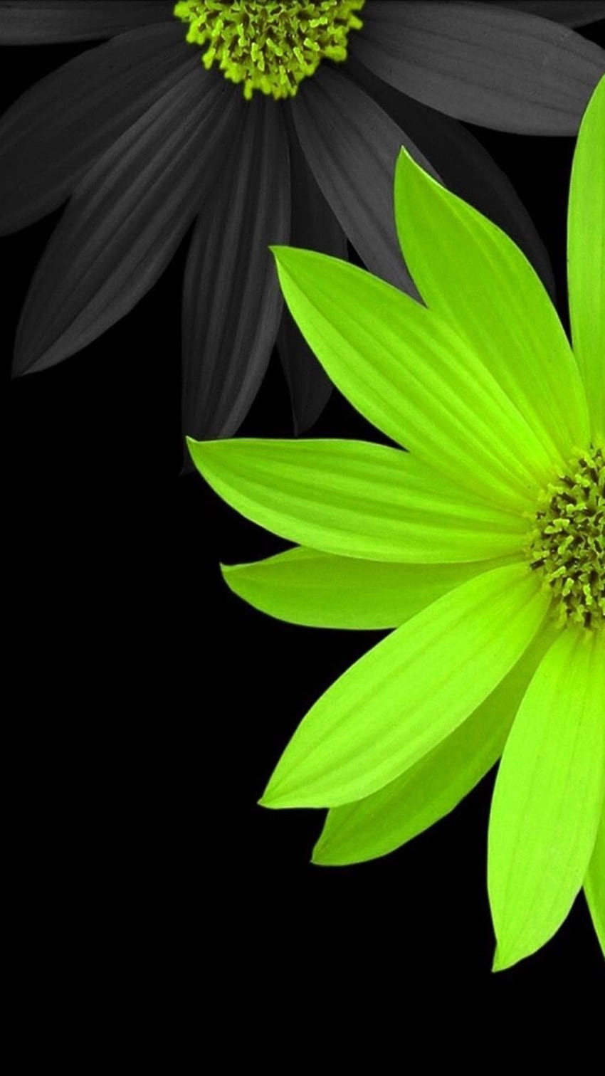 Green black flowers. Cover , , etc in 2019, Simple Flower HD phone wallpaper