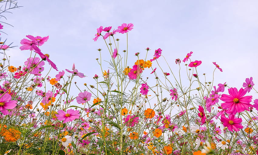 Pink Summer Flowers Art, Peaceful Flowers HD wallpaper