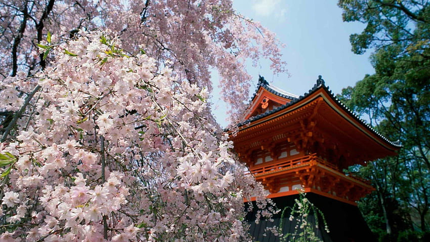 Мостът на японската градина Cherry Blossom. Япония остров Хоншу Ишикава HD тапет