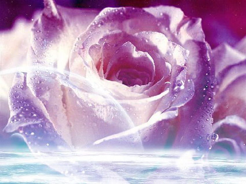 Roses : Magnifiques Roses Violettes. Roses blanches, Belles roses, Jolies fleurs Fond d'écran HD