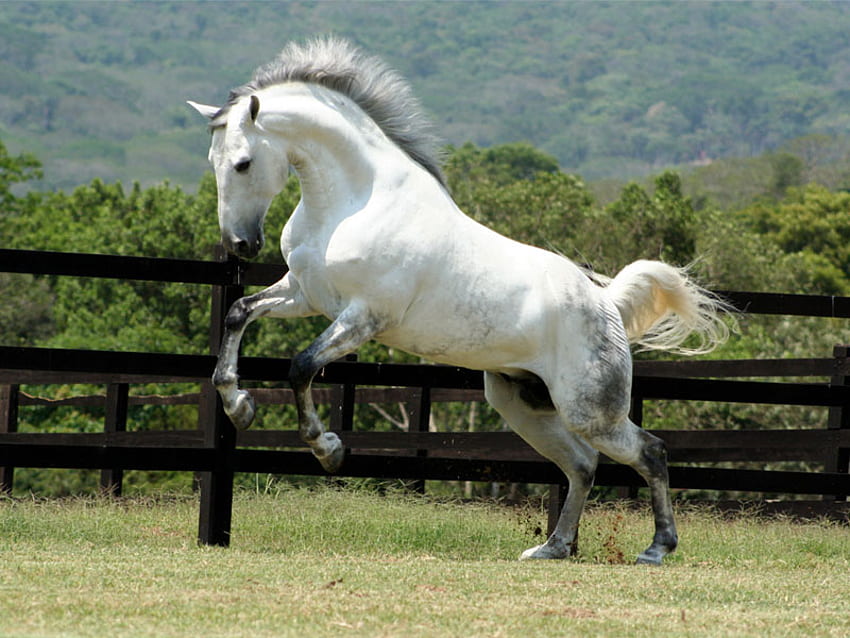 안녕, 말, 말, 나는 말을 사랑 HD 월페이퍼