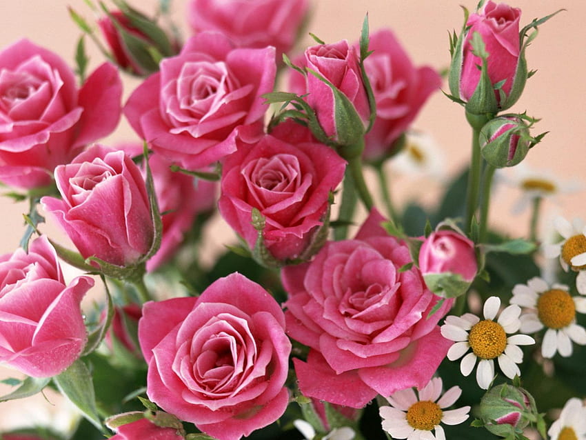 장미 다발, 다발, 핑크, 자연, 꽃 HD 월페이퍼