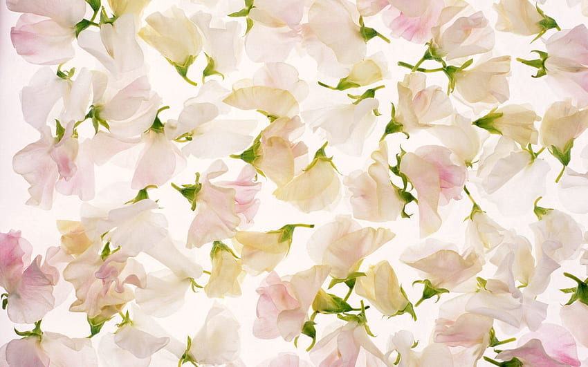 Flowers, Light, Petals, Texture, Textures, Light Coloured, Buds HD wallpaper