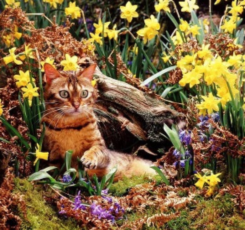 kotek wśród żonkili, żonkile, kotek, zwierzęta, koty, ogród, wiosna Tapeta HD