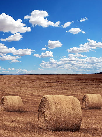 Hay Field Background