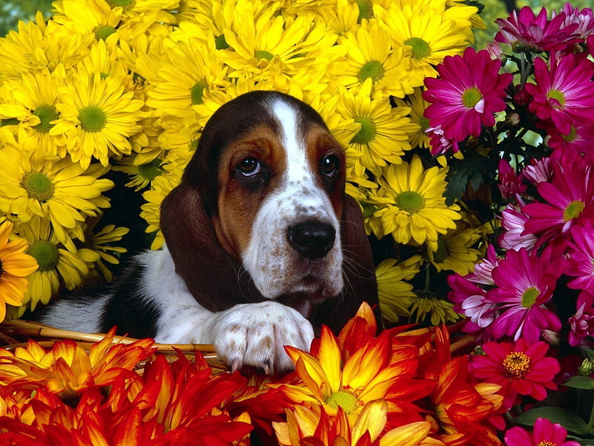 Zwierzęta, Kwiaty, Siedzieć, Pies, Uszy, Basset Tapeta HD