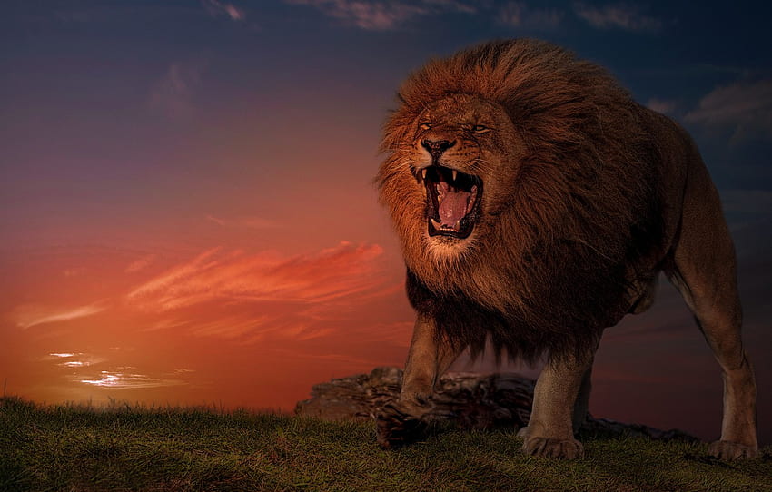 Sunset, Leo, The King Of Beasts, Wild - -, Lion King Sunset HD wallpaper