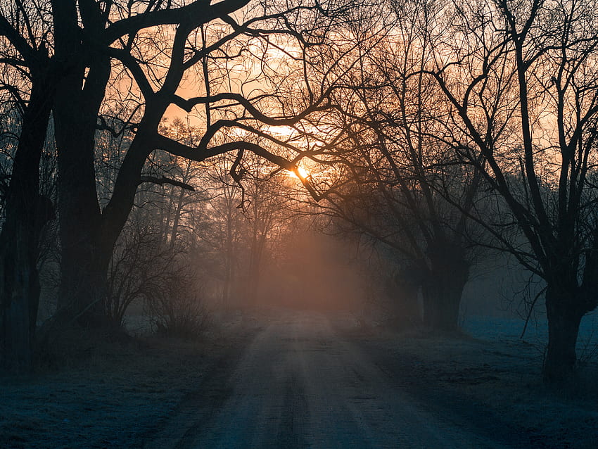 Natur, Bäume, Sonnenuntergang, Straße, Wald, Nebel HD-Hintergrundbild