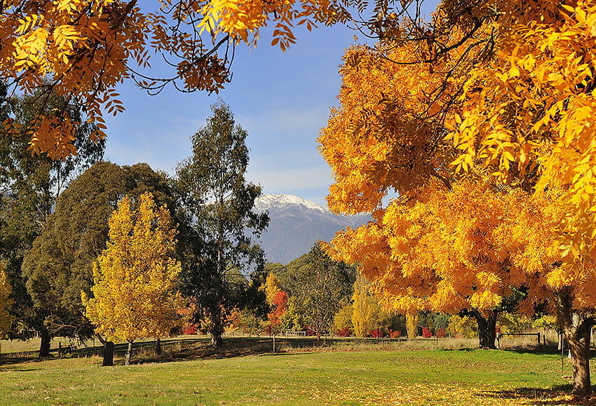 есен, златисто, дървета, природа HD тапет