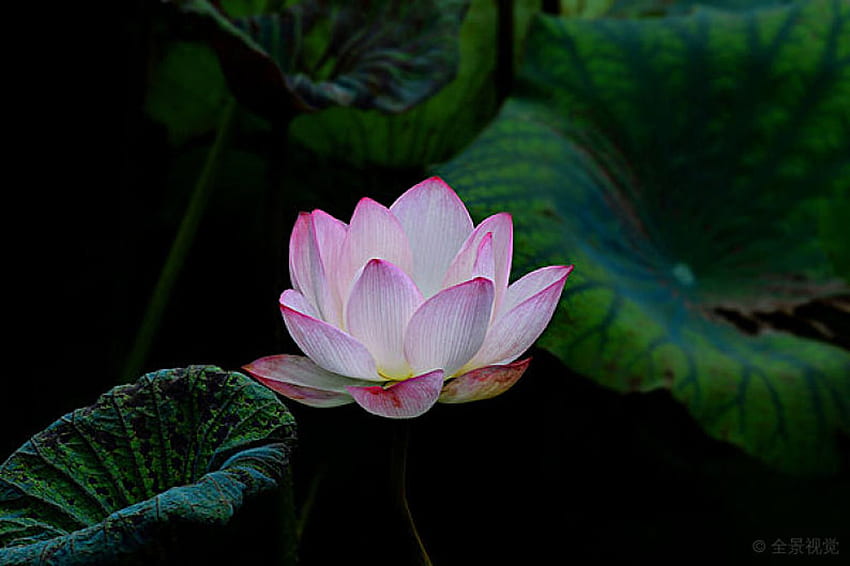 Lotus, Pond, Leaves, Flower HD wallpaper