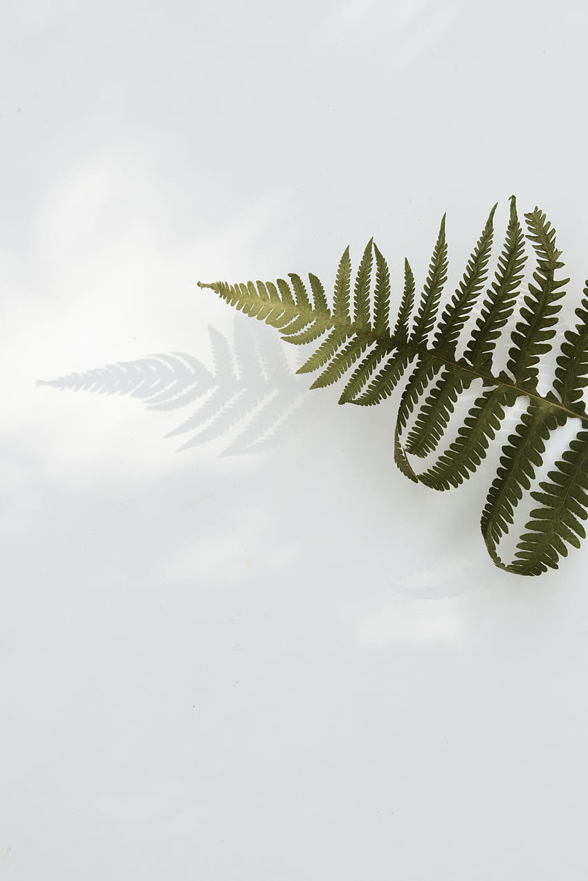 Leaves, Plant, Fern, Minimalism, Branch HD phone wallpaper