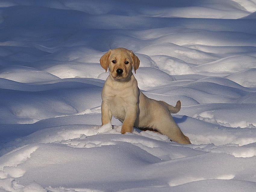 Puppy In Snow, лабрадор, кученце лабрадор, животни, сняг, кученца, кученца голдън ретривър, голдън ретривър HD тапет