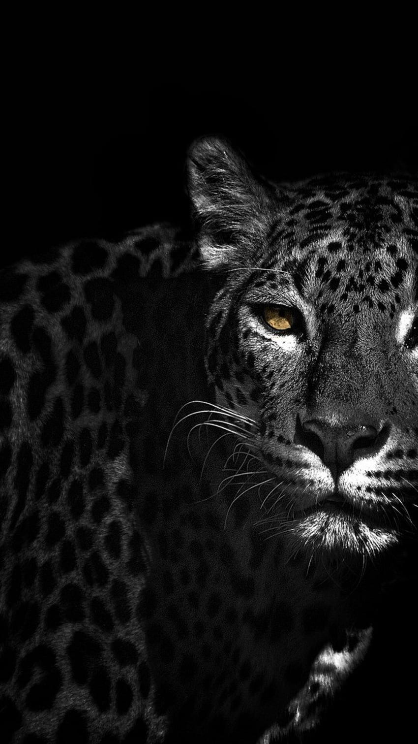Black Leopard HD phone wallpaper