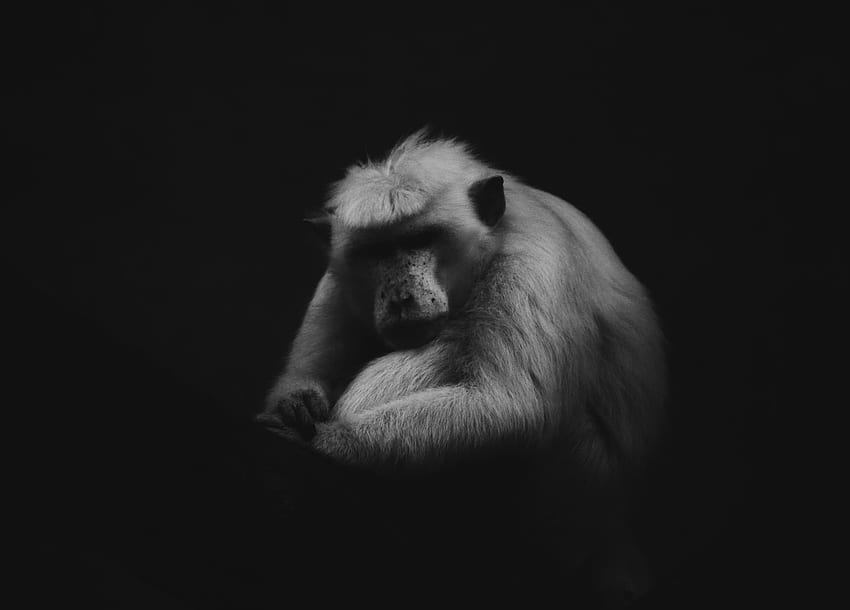 Zoológico escuro Srilanka Fundo preto Nuvens escuras Animal graphy Macaco bebê Parque animal Preto e branco 70d papel de parede HD