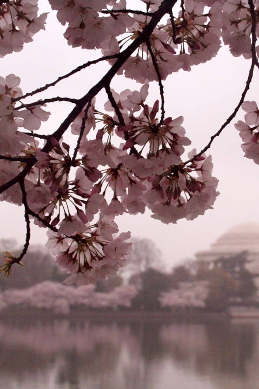 Cherry Blossoms , Cherry Trees , , - National Geographic, Dark Cherry  Blossom HD phone wallpaper | Pxfuel