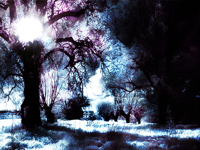 Tiefe des Waldes, blau, lila, Wald HD-Hintergrundbild