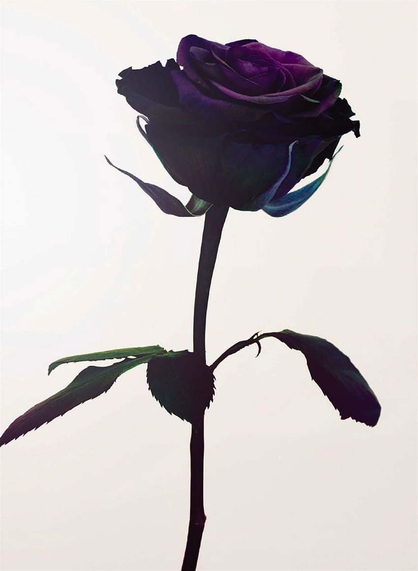 Single Purple Rose - , Single Purple Rose Background on Bat, Dark Purple Flowers HD phone wallpaper