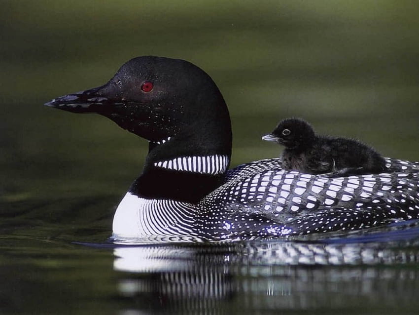 loon and baby, mothers protection HD wallpaper