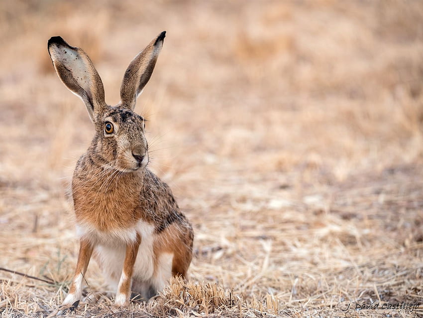 Wild rabbit, ears, hazy HD wallpaper