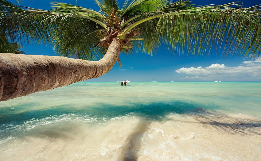 Красива палма над Карибско море, море, пясък, тропически, рай, красив, плаж, платноходки, лято, палмово дърво, облаци HD тапет