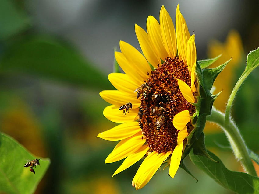 Bees on Sunflower, bees, bee, yellow, flower, nature, sunflower HD wallpaper