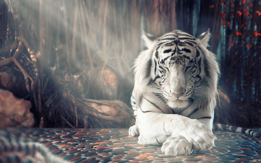 Tigre blanc, majestueux, art numérique, rayons de soleil Fond d'écran HD