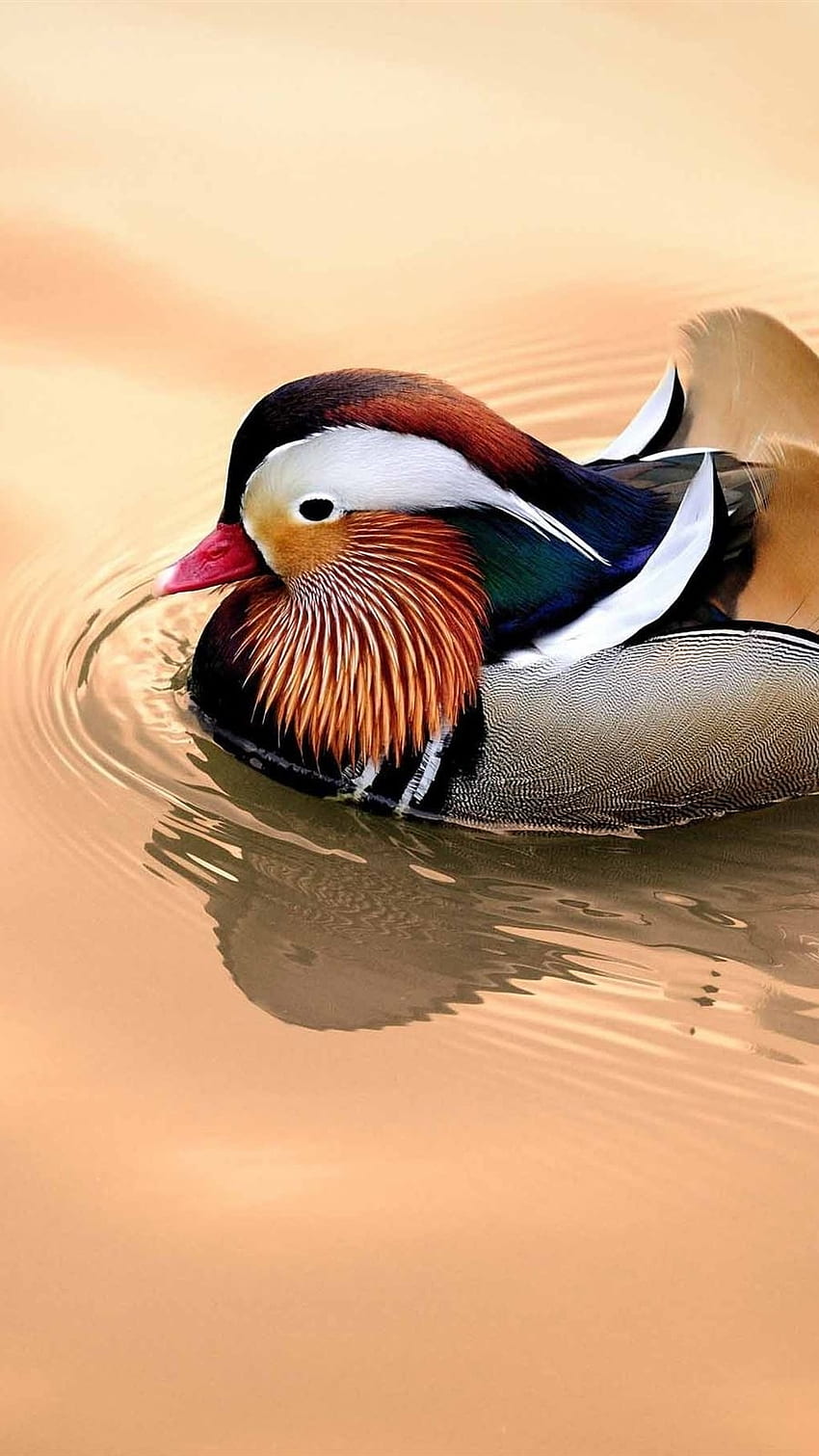 Mandarin Duck, Beautiful Duck HD phone wallpaper