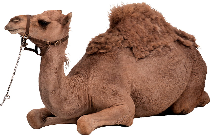 Camelo PNG, Camelo Bonito papel de parede HD