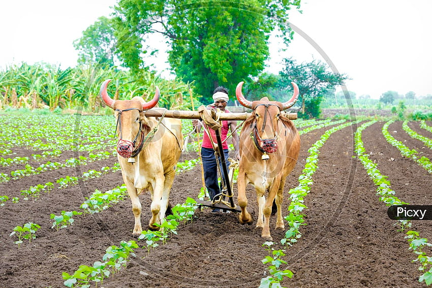 Bullocks FB981085 Picxy로 농업 분야를 경작하는 인도 농부 HD 월페이퍼