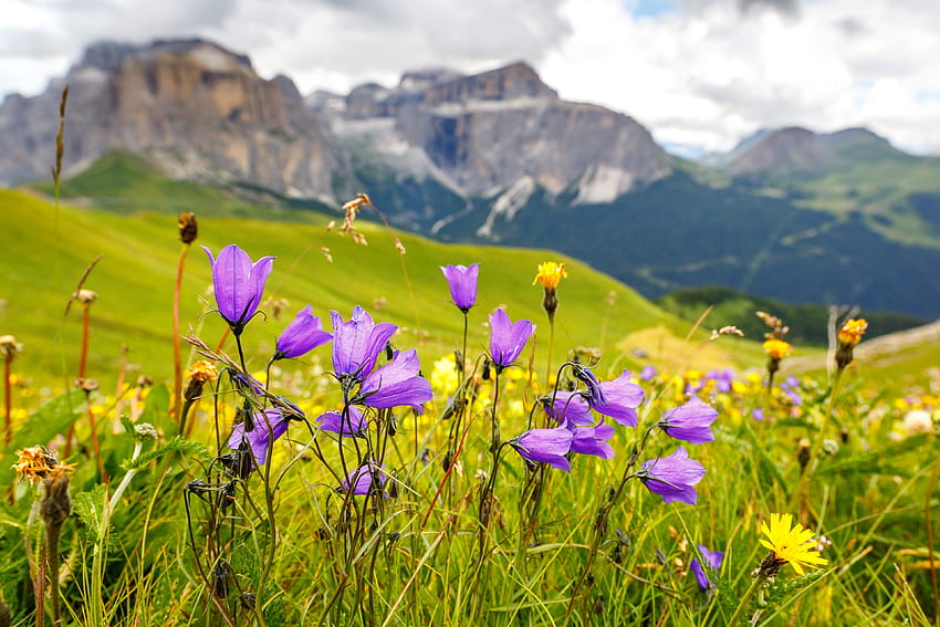 Mountain wildflowers, hills, slope, view, clouds, meadow, grass, mountain, beautiful, bells, wildflowers HD wallpaper