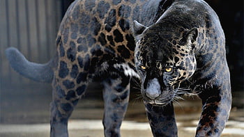 Of black jaguar HD wallpapers | Pxfuel