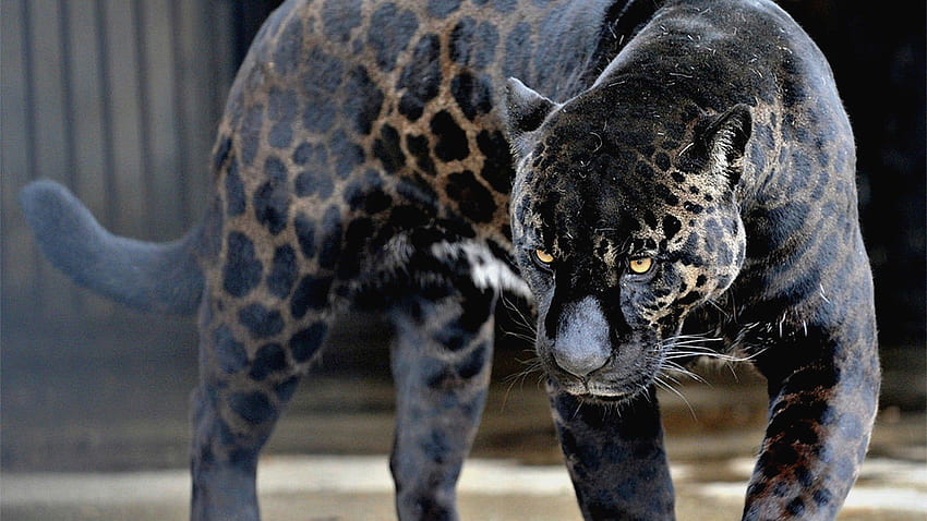 Jaguar, Jaguar noire Fond d'écran HD