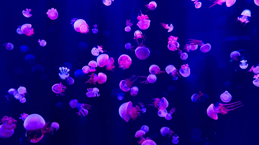 Fish, jellyfish, small and pink HD wallpaper
