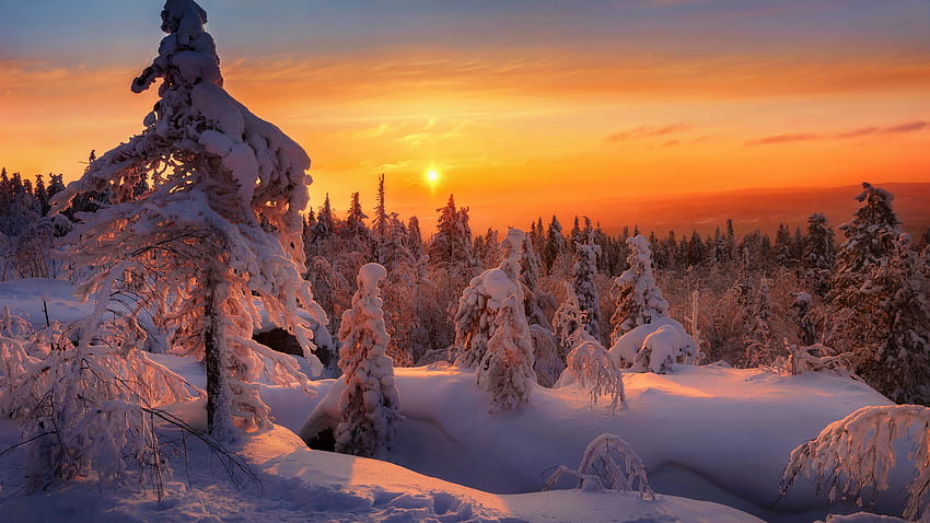 冬の夕日、雪、木、トウヒ、空、オレンジ、山、夕日、冬、霜、森 高画質の壁紙
