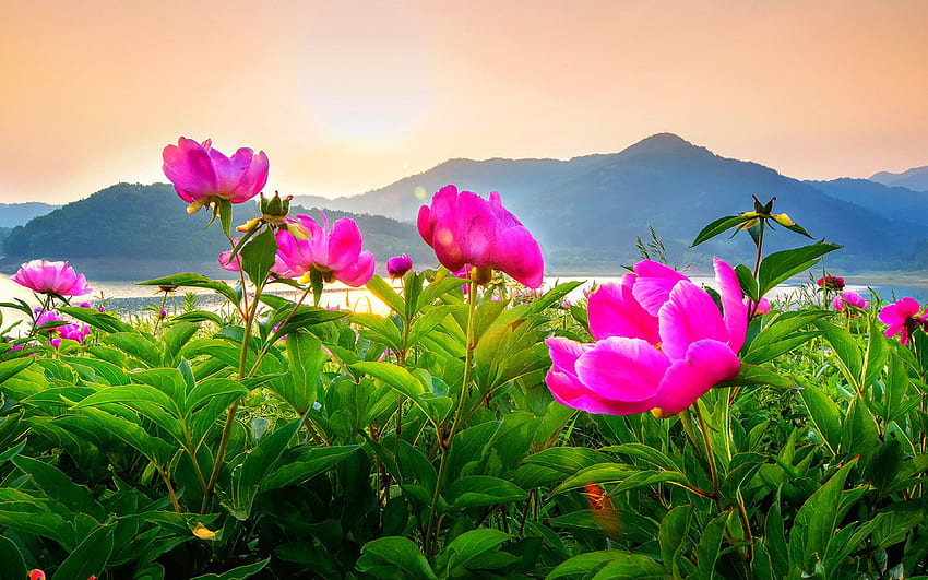 大清島仁川韓国牡丹の花畑風景超高解像度コンピューターとラップトップ用 高画質の壁紙