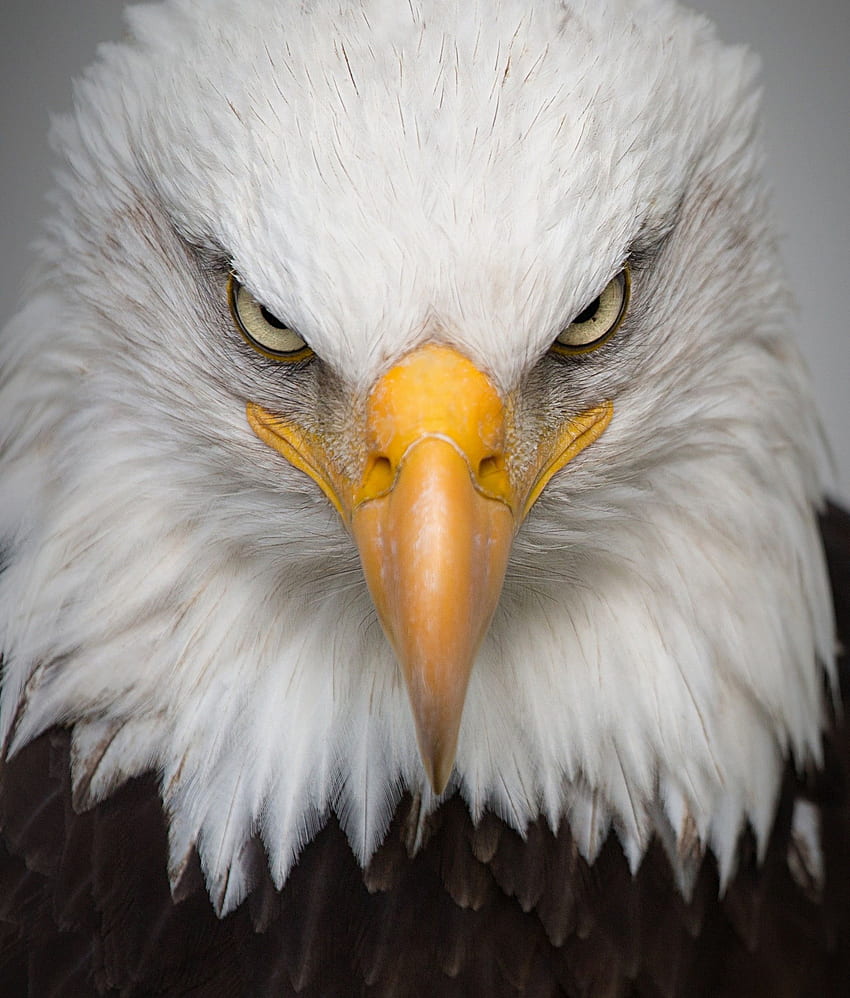 Adler Augen HD-Handy-Hintergrundbild