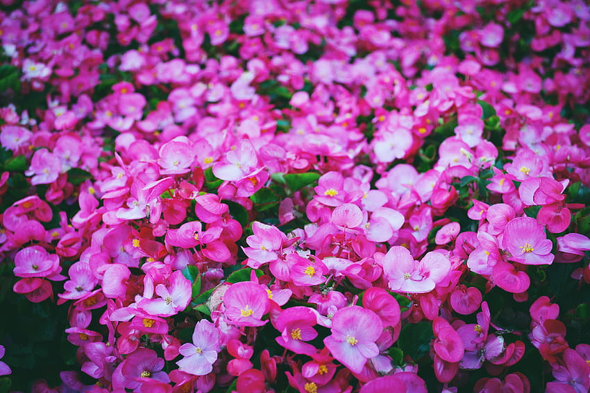 꽃, 핑크, 밝은, 폴리아나, 숲 사이의 빈 터 HD 월페이퍼