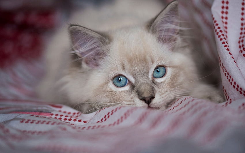 새끼 고양이, pisica, 파랑, 동물, ragdoll, 눈, 귀여운, 고양이 HD 월페이퍼