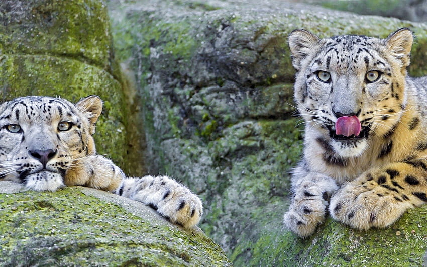 Animals, Stones, Leopards, Couple, Pair, To Lie Down, Lie, Lick Your Lips, Licking HD wallpaper