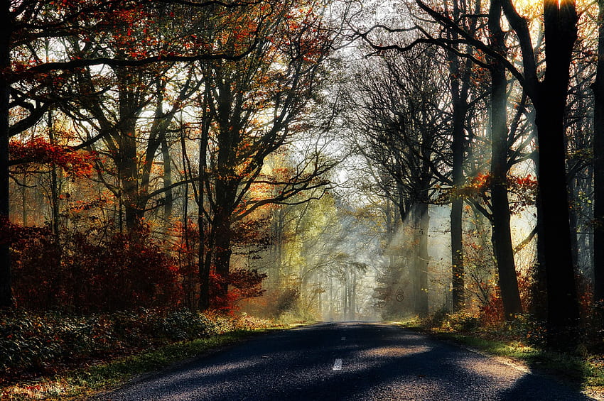 Autumn's Beauty, rays, colorful, path, fall, colors, walk, park, leaves, sunrays, trees, autumn, road, nature, splendor, forest HD wallpaper