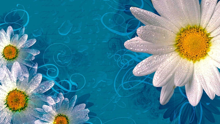 Gänseblümchen Hintergrund, blau, floral, schön, schön, Gänseblümchen, Hintergrund, Blätter, zart, hübsch, Blütenblätter, Blumen, schön, Harmonie HD-Hintergrundbild