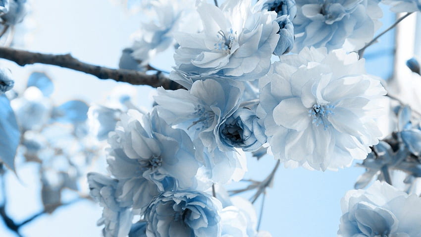 Jolies Fleurs Bleu Clair Et Blanches - Fleurs Bleues - - Fond d'écran HD