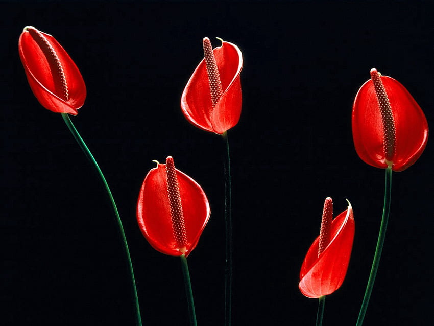 Blumen, Calla, Callas, Stiele HD-Hintergrundbild