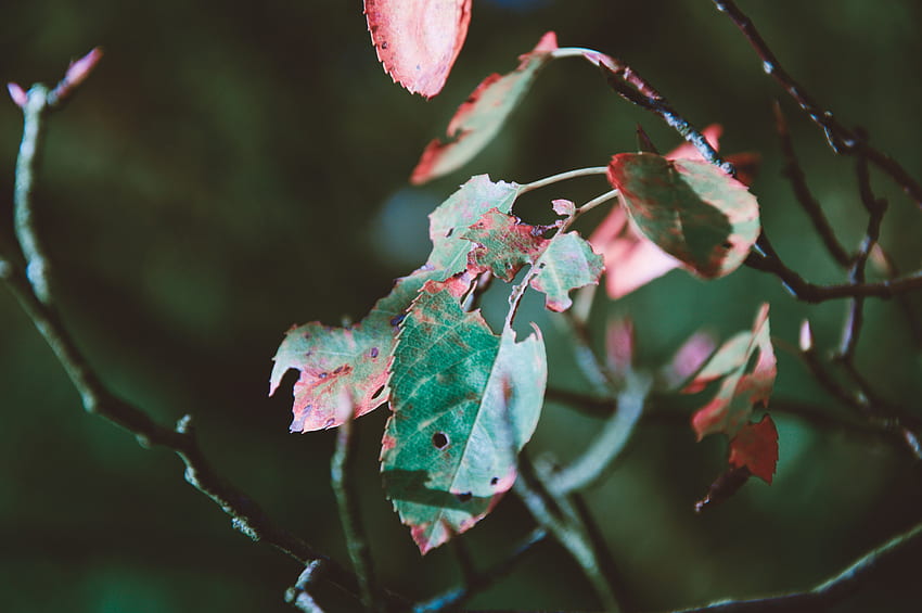 Nature, Autumn, Branch, Foliage, Dry HD wallpaper