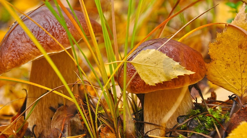 Mushrooms in grass, toadstools, mushrooms, fungi HD wallpaper | Pxfuel